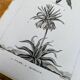 Imprimée en 1818, Tulipe et Impériale. Botanique vintage.