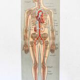 Anatomy poster XIXth