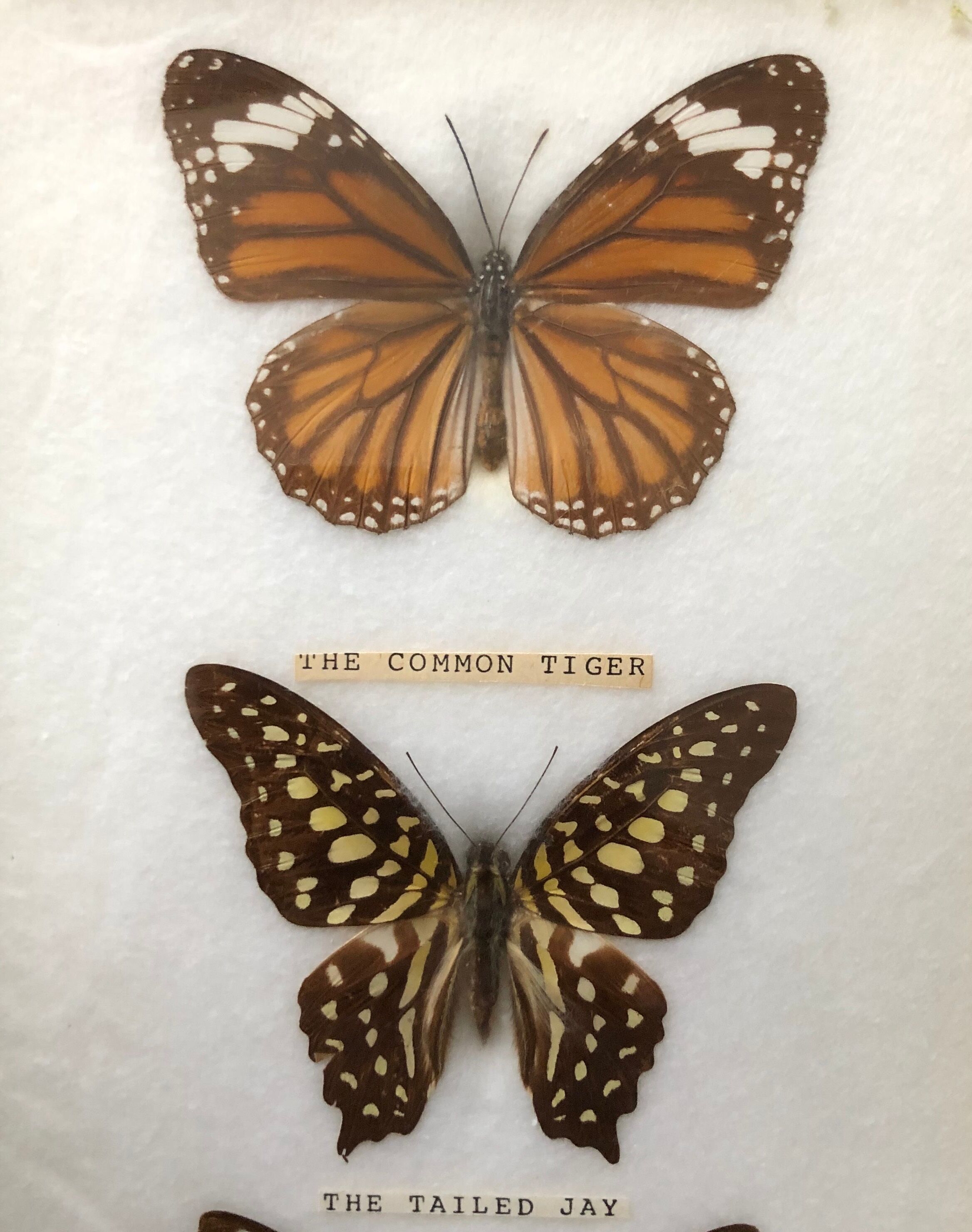 Naturalized butterflies