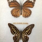 Naturalized butterflies