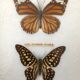 Naturalized butterflies
