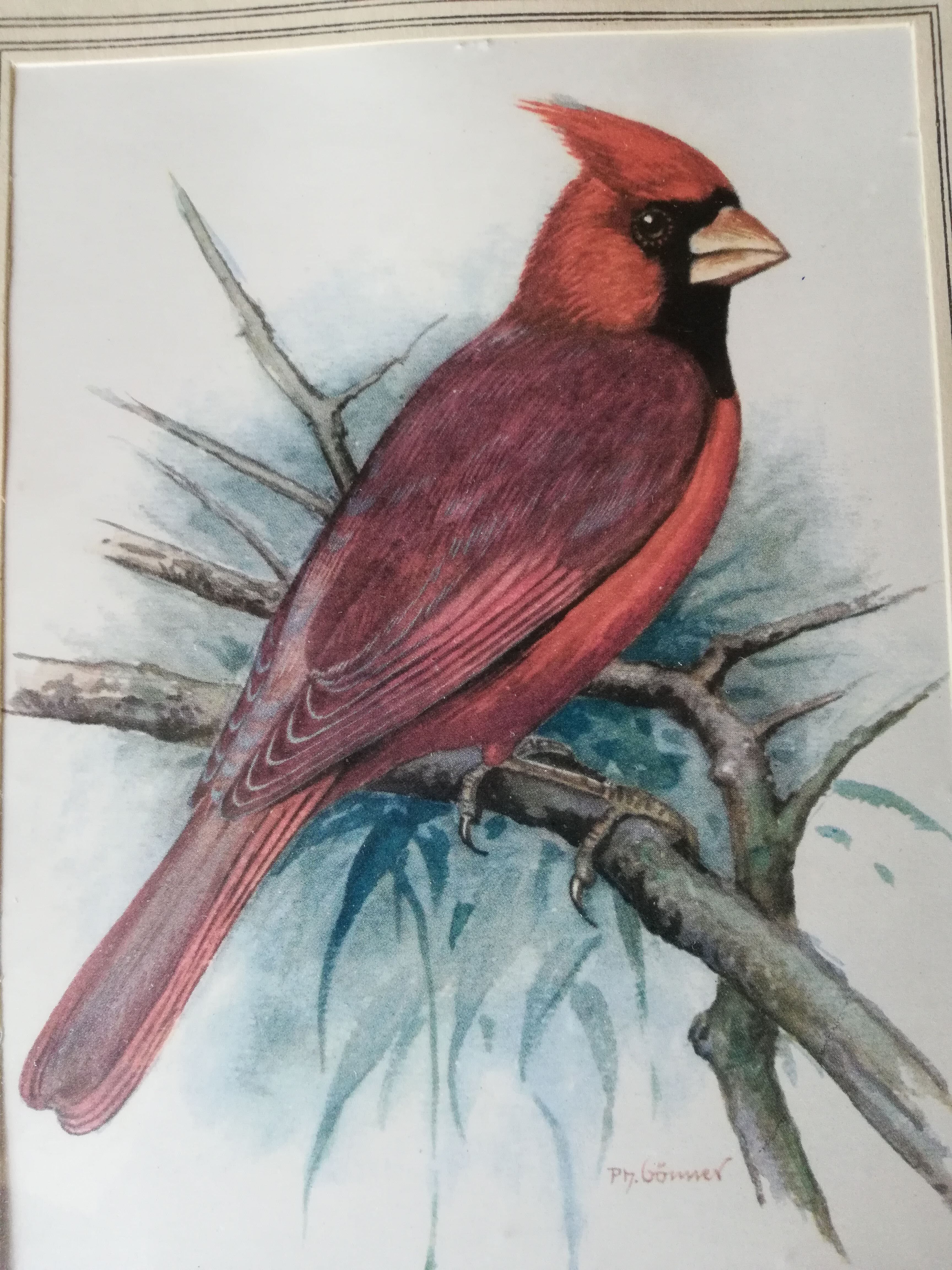 Red cardinal bird frame