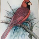 Red cardinal bird frame