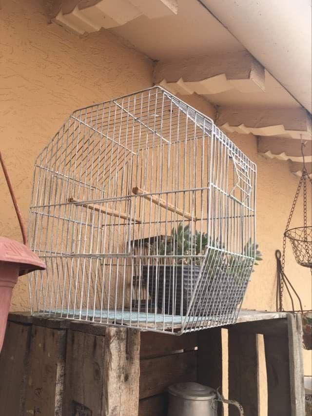 Old bird cage decoration