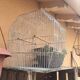 Old bird cage decoration