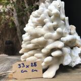 Elkhorn Coral