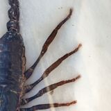 Scorpion naturalisé sous verre