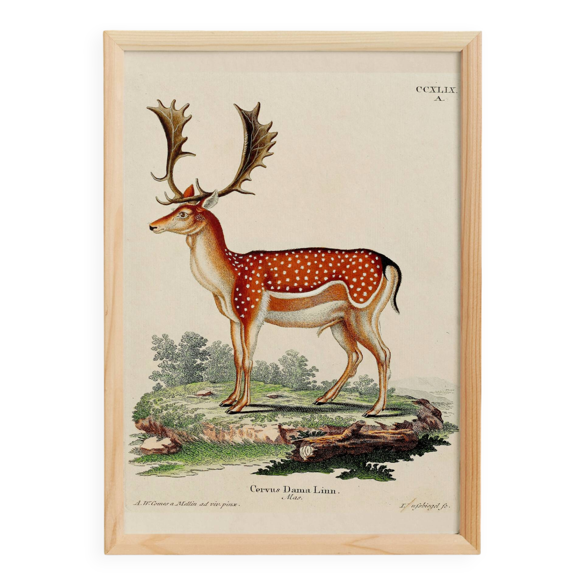 Poster about deer, based on an old engraving from 1774.