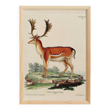 Poster about deer, based on an old engraving from 1774.