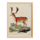 Poster about deer, based on an old engraving from 1774.