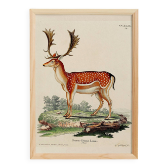 Poster about deer, based on an old engraving from 1774.