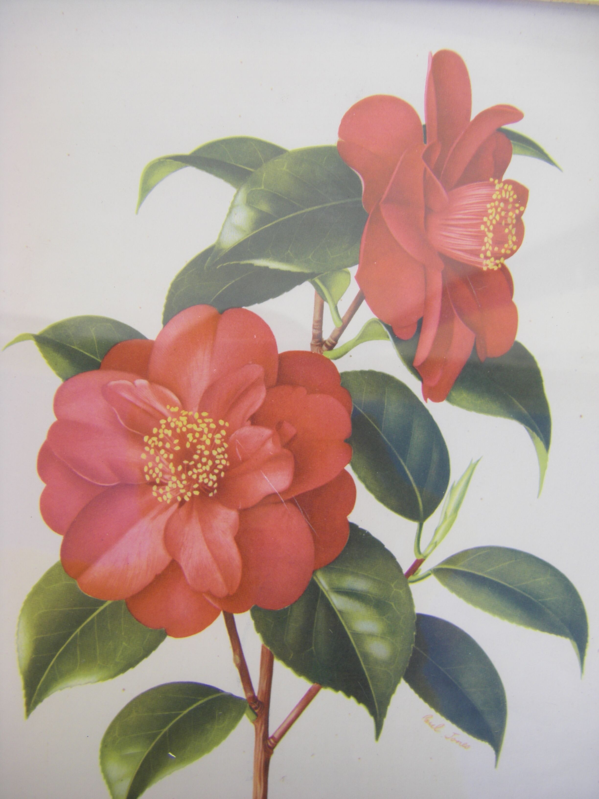 Pair of wall decorations of flowers "camellia"