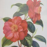 Pair of wall decorations of flowers "camellia"