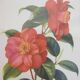 Pair of wall decorations of flowers "camellia"