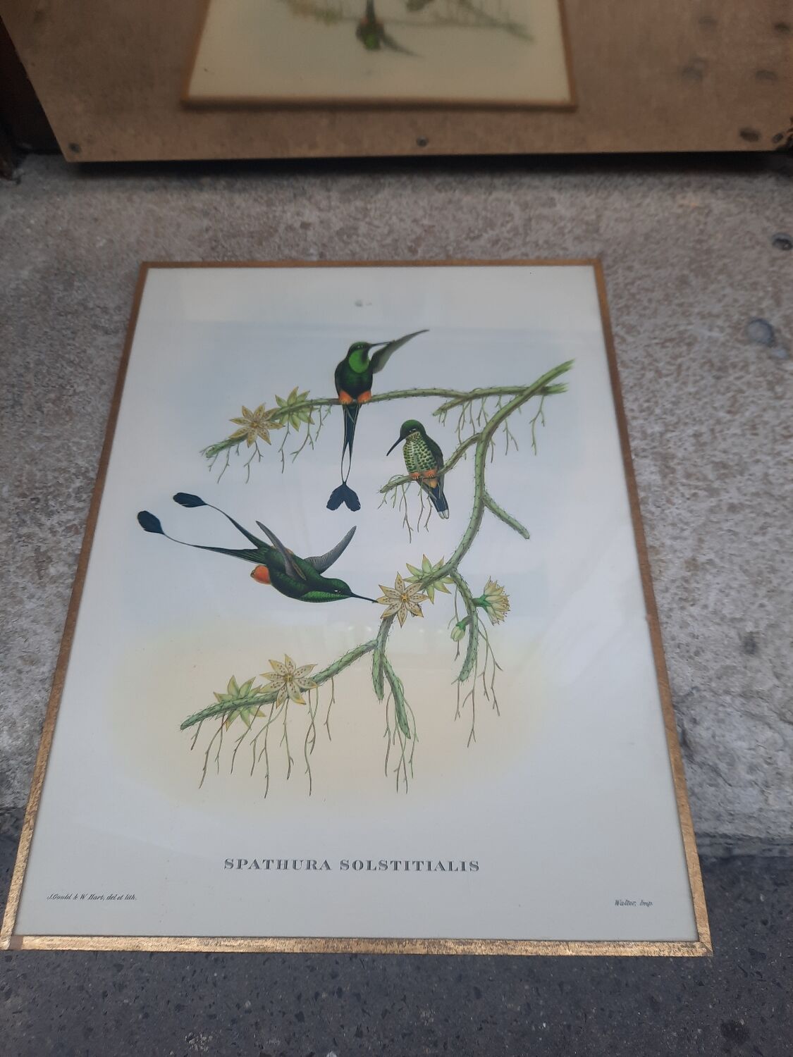 Engraving birds