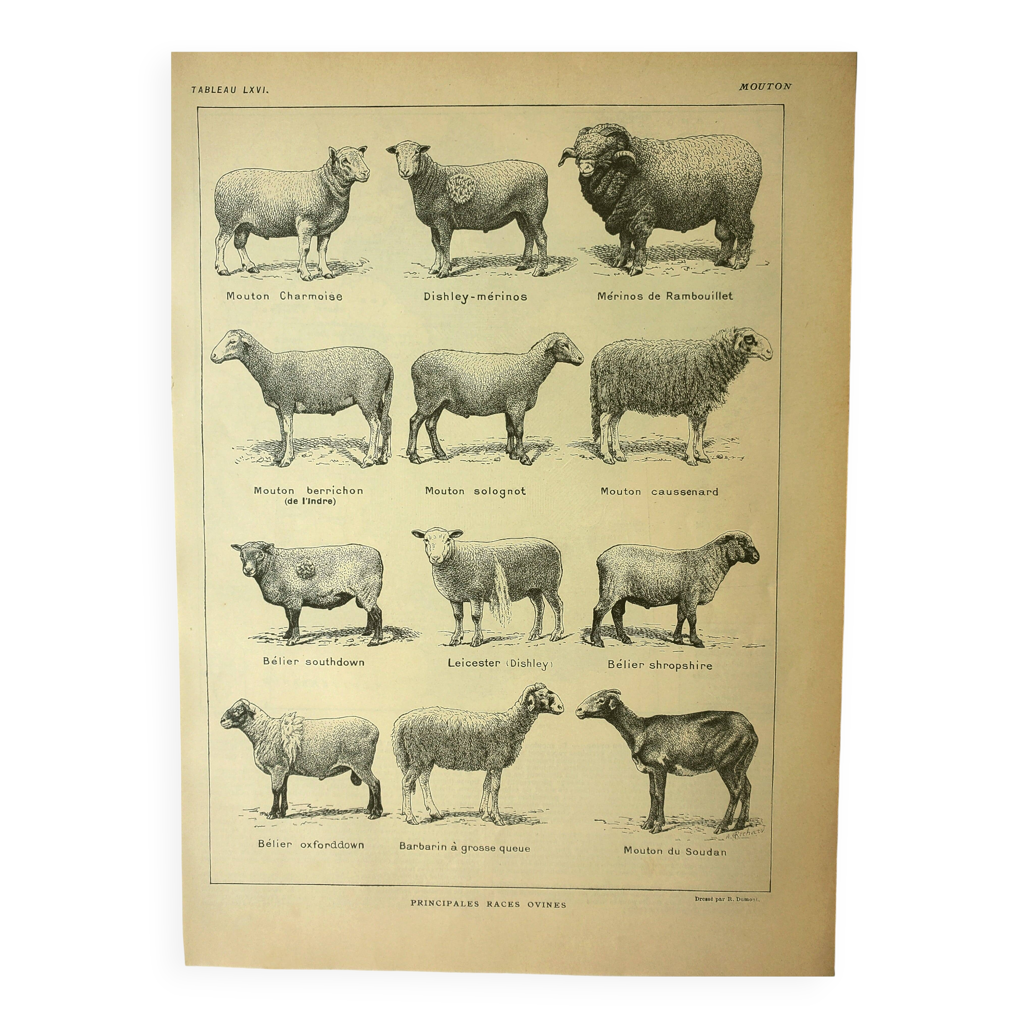 Antique engraving - 1921 by A. Richard - Sheep - Vintage farm plate