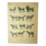 Antique engraving - 1921 by A. Richard - Sheep - Vintage farm plate