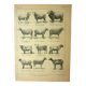 Antique engraving - 1921 by A. Richard - Sheep - Vintage farm plate