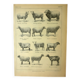 Antique engraving - 1921 by A. Richard - Sheep - Vintage farm plate