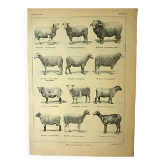 Antique engraving - 1921 by A. Richard - Sheep - Vintage farm plate
