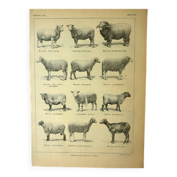 Antique engraving - 1921 by A. Richard - Sheep - Vintage farm plate