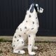 Grande statue chien dalmatien en céramique, années 80