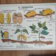 Vintage school poster MDI plant/germination