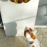 Double wall lamp adjustable brass cocottes