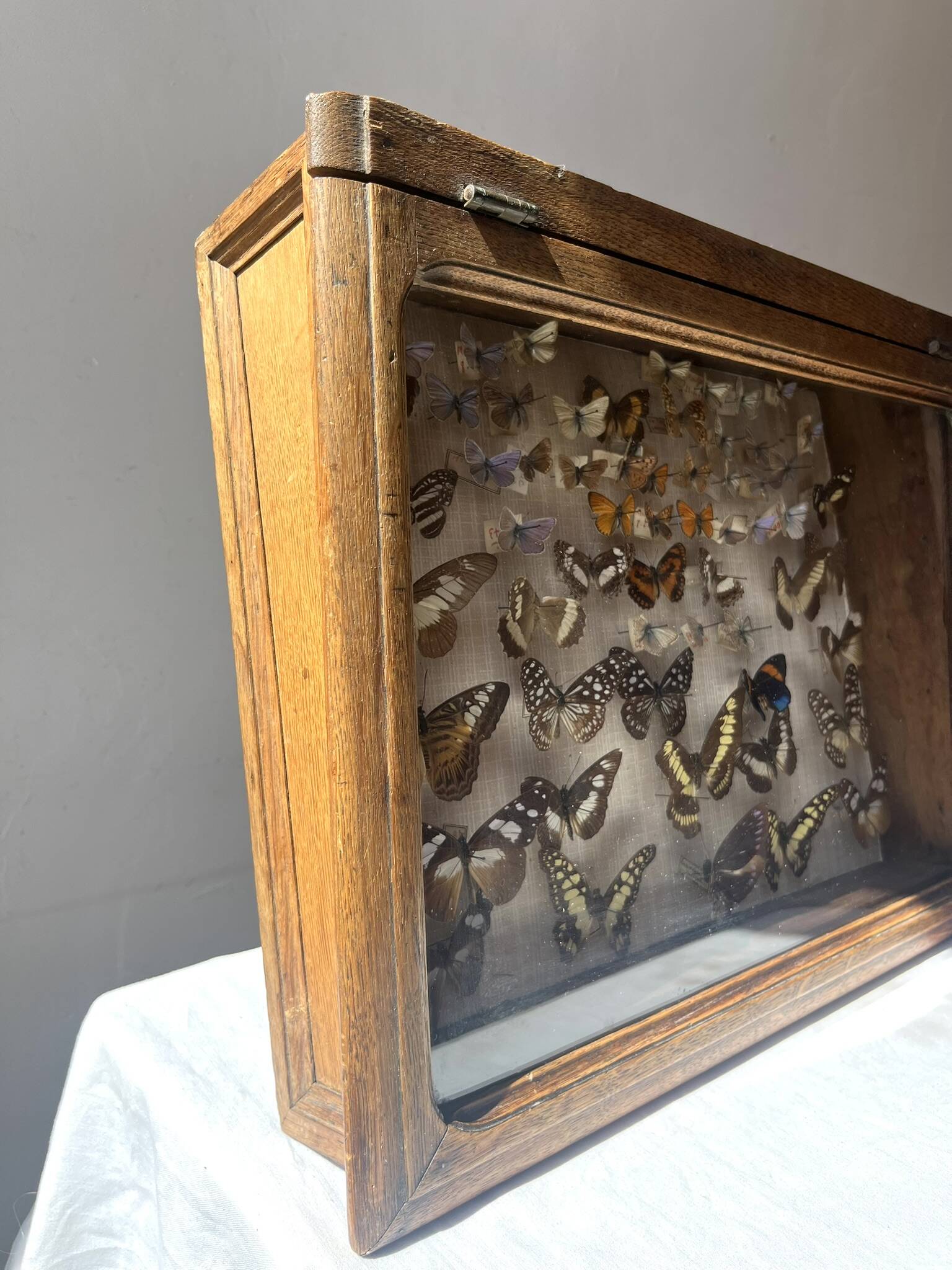 Vitrine / Collection de papillons anciens - 62 papillons