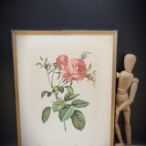 Litho Rose one hundred leafy leaves
