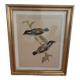 Vintage illustration Birds