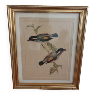 Vintage illustration Birds