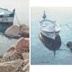 Deux Études Encadrées de Bateaux de Pêche - Signées Bosch