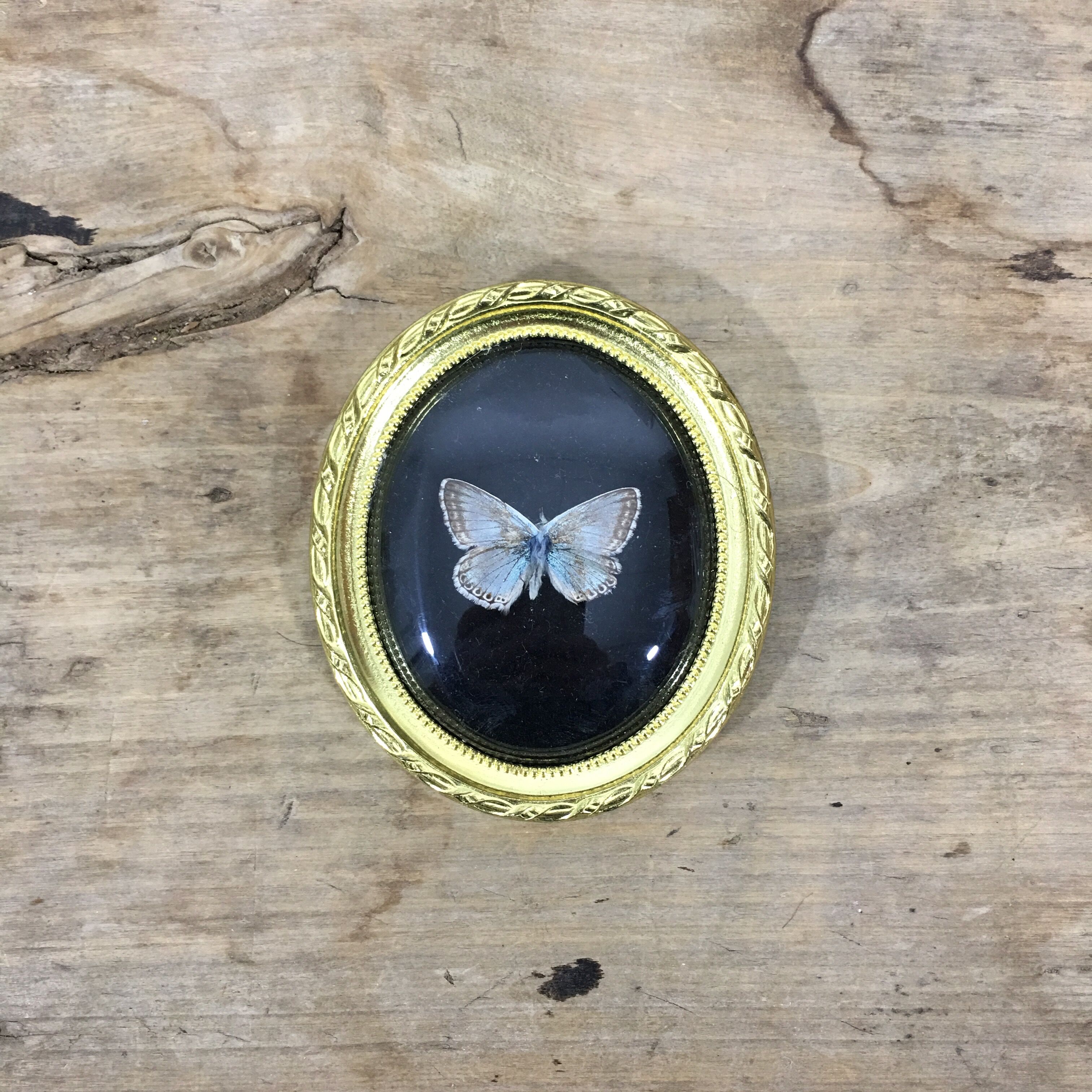 Butterfly under curved frame