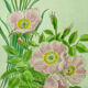 Pair of ancient lithographs of signed floral engravings to be identified