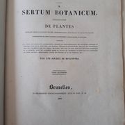 Planche botanique Pélargonium Macranthon, lithographiée et coloriée, Sertum Botanicum 1832