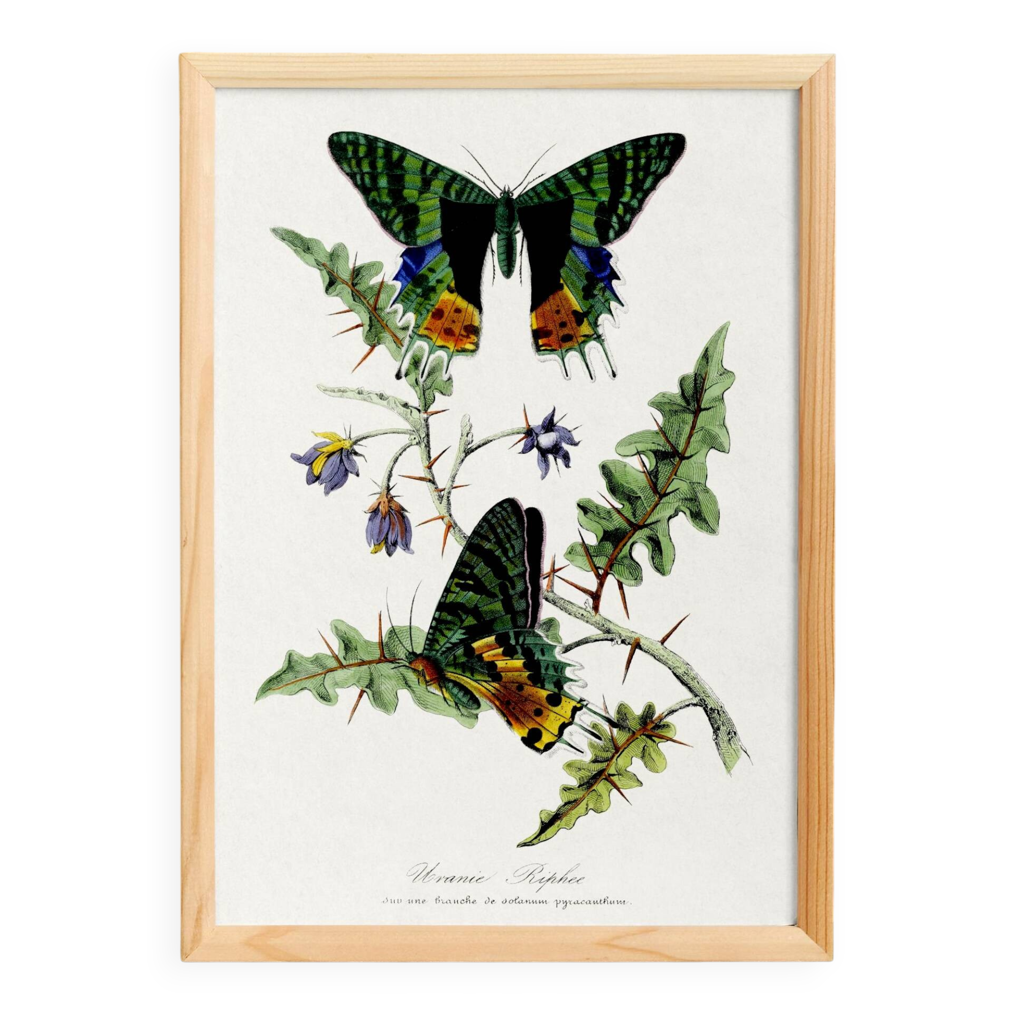 Poster about butterflies, based on an old engraving from 1842.