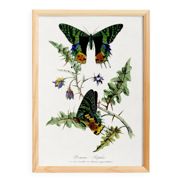 Affiche sur les papillons, d’après une gravure ancienne de 1842.