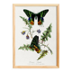 Poster about butterflies, based on an old engraving from 1842.
