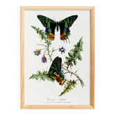 Poster about butterflies, based on an old engraving from 1842.