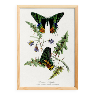Poster about butterflies, based on an old engraving from 1842.