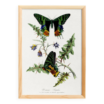 Poster about butterflies, based on an old engraving from 1842.