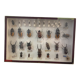 Boîte entomologie vitrine insectes