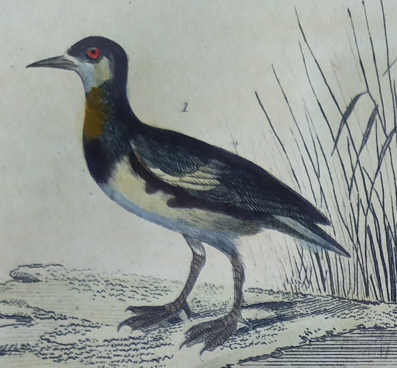 Original ornithological plate " Phalarope ashy - Gray-cheeked hail - &c... Buffon (1837)