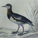 Original ornithological plate " Phalarope ashy - Gray-cheeked hail - &c... Buffon (1837)