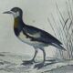 Original ornithological plate " Phalarope ashy - Gray-cheeked hail - &c... Buffon (1837)