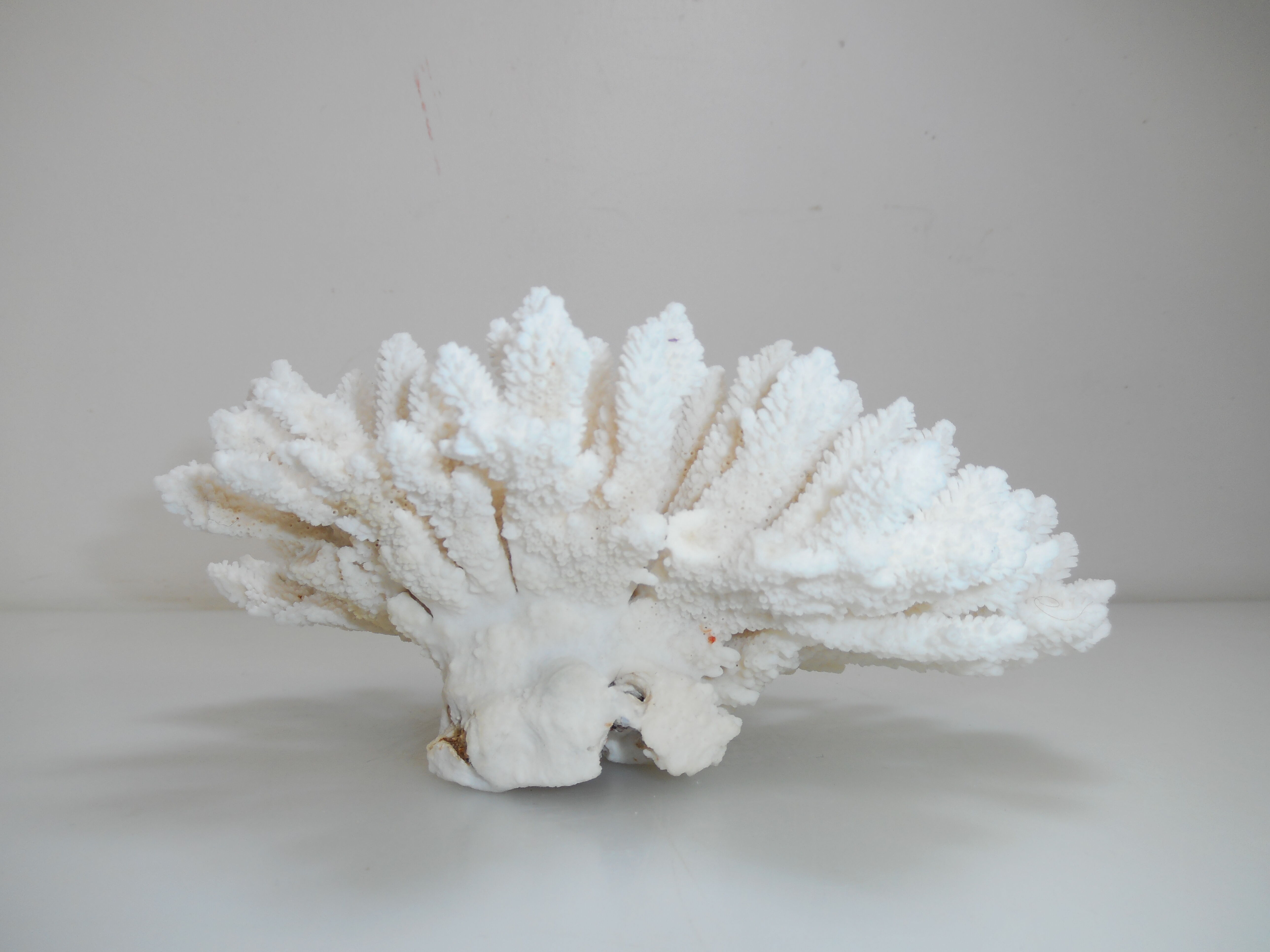 Ancient natural white coral