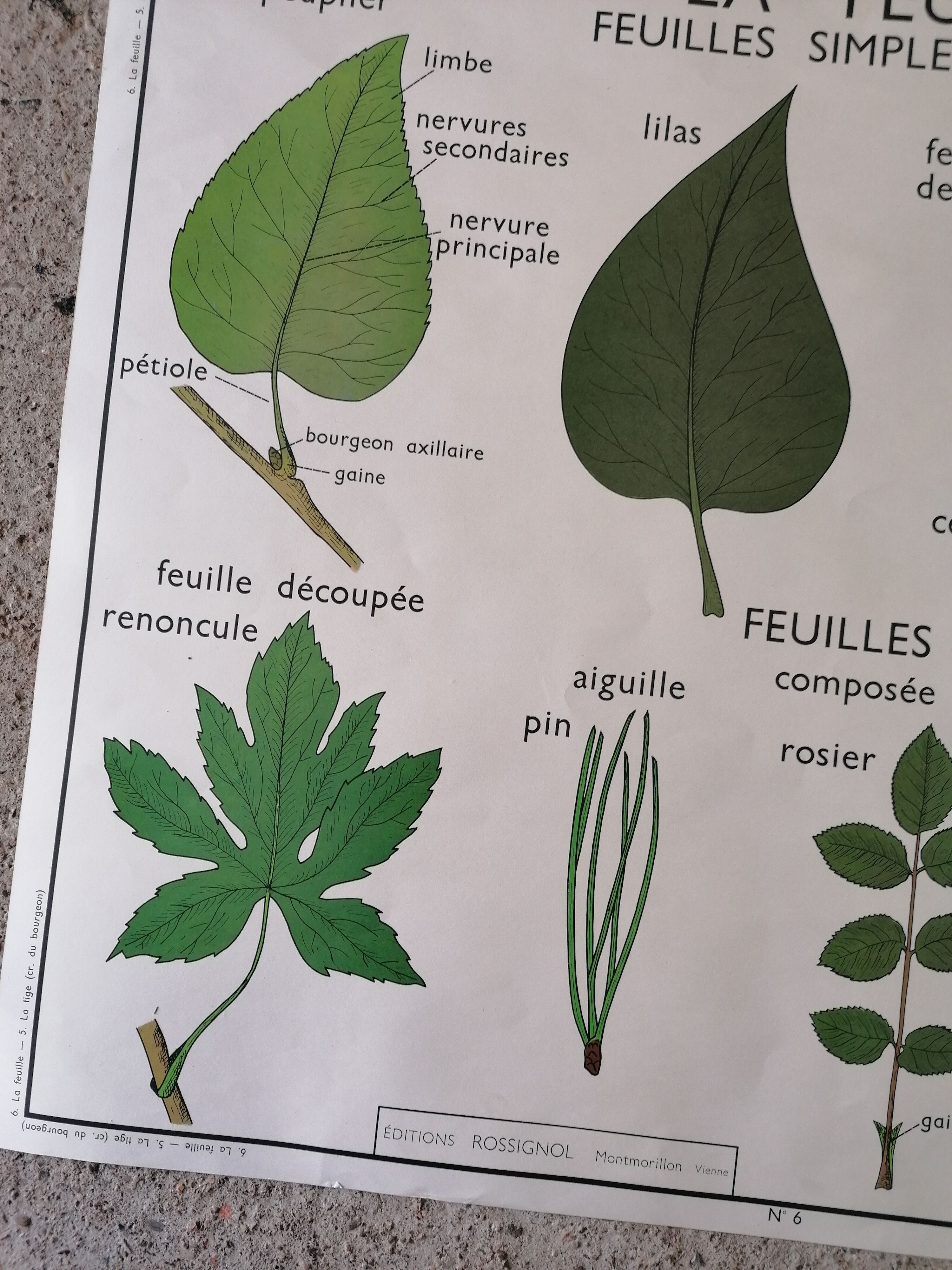Rossignol school poster from the 60s: The Leaf - The stems.