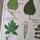 Rossignol school poster from the 60s: The Leaf - The stems.