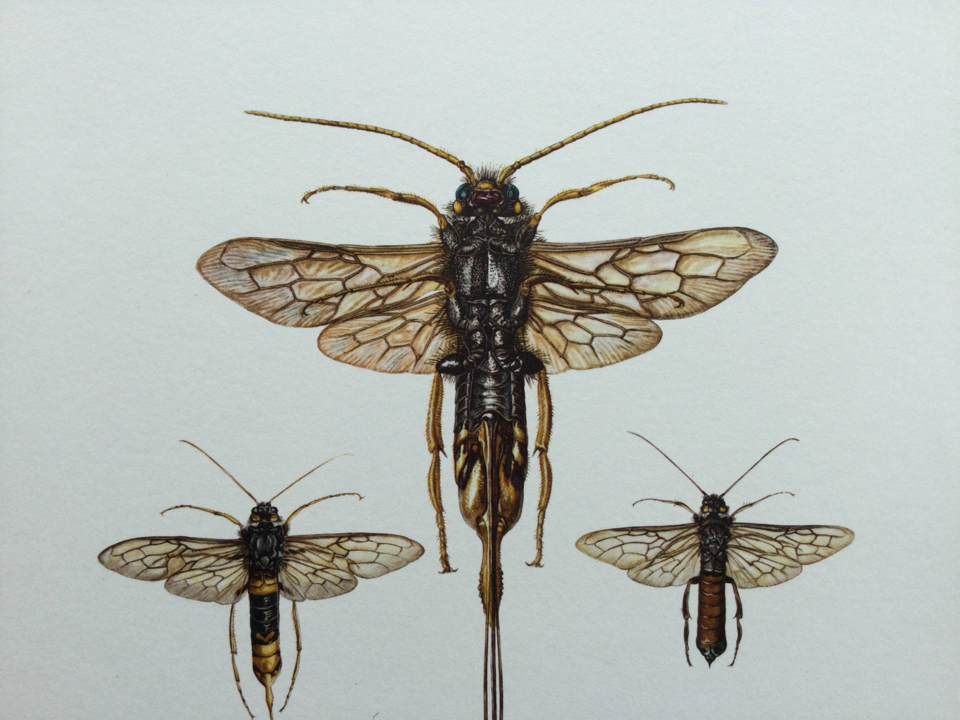 Antique illustration "insects", Vintage Insect Print, 1960s